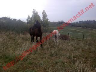 CRACK  19 ans 320e, montable - placé hors association 906522photo210