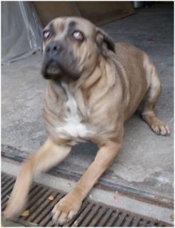 WITNESS femelle cane corso froment - 2 ans - FA CM (59) 91854Witney