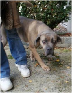 WITNESS femelle cane corso froment - 2 ans - FA CM (59) 957778Witney.4