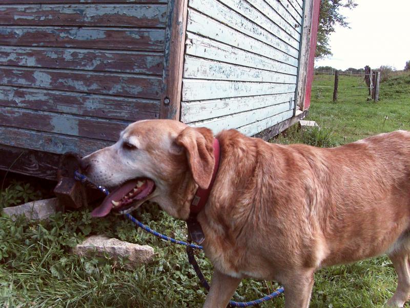 (adopt) [39] flyod, labrador crois mle, n en 2001 965773DSC_0032