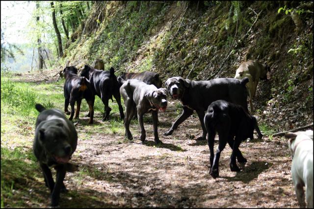 une meute de chiens, promenade en liberté / Vidéo 969310IMG_9964