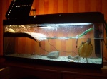 L'aquarium de turttle et bubble Mini_5990357398_75