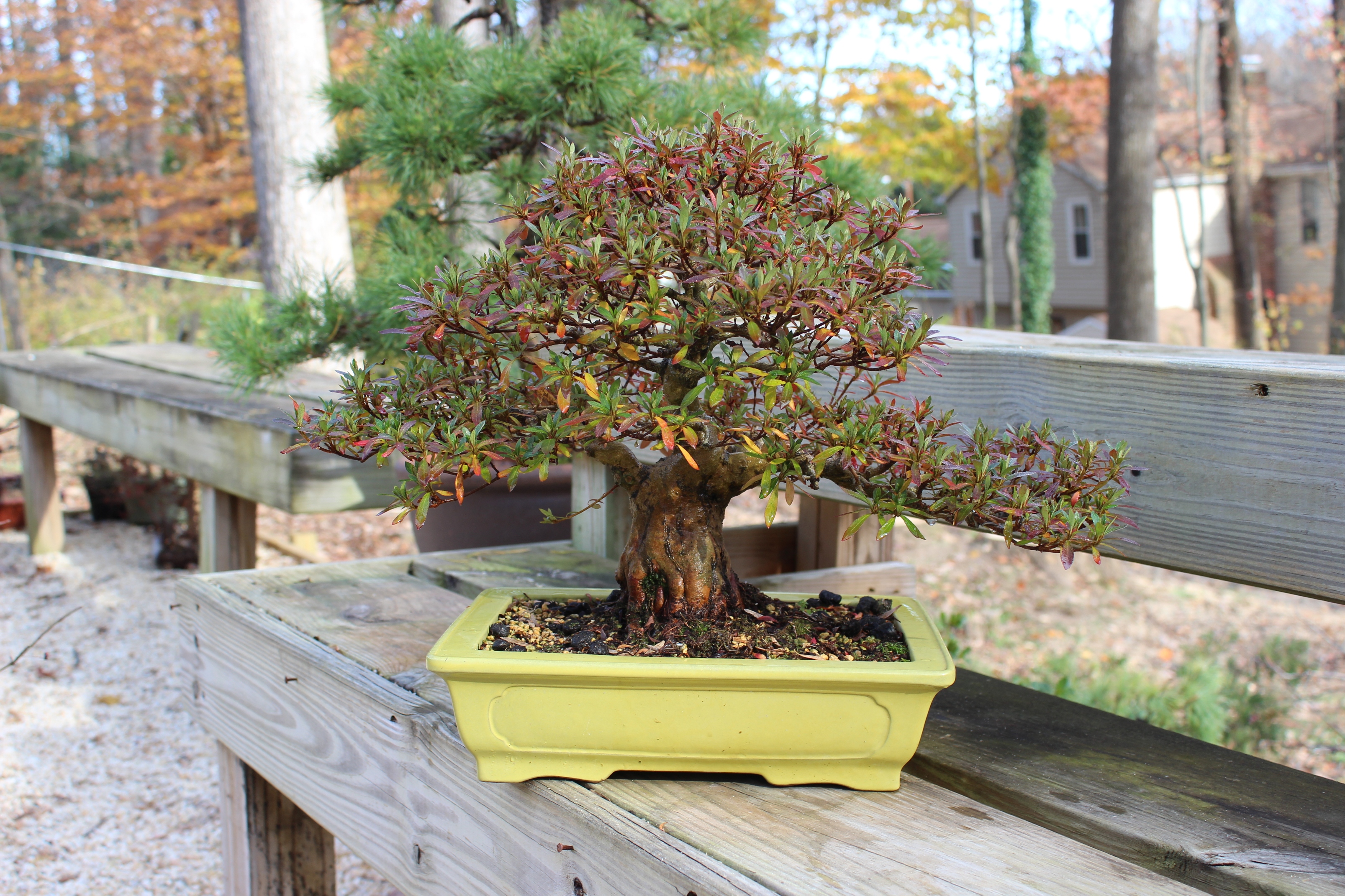 Show the Autumncolour from your bonsai - Page 4 U2q9