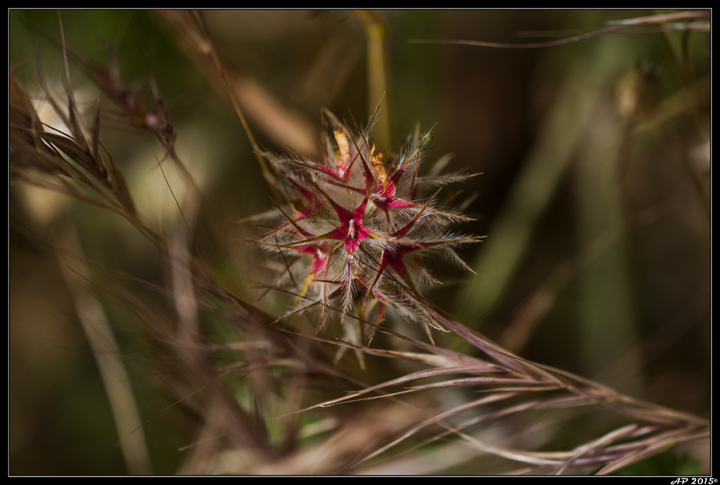 Sortie Anniversaire Toulon - Photos des 5èmes Rencontres Macro du Sud (2015) - Page 20 QFpCMQ