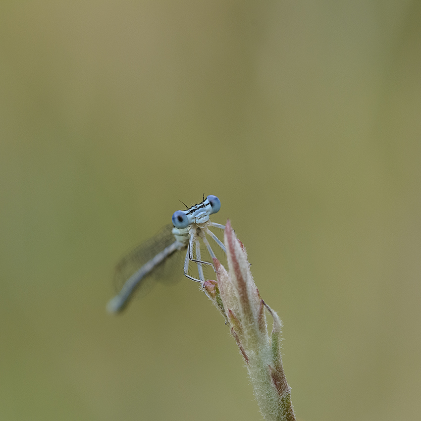 Insectes de Remerschen JcRfyA