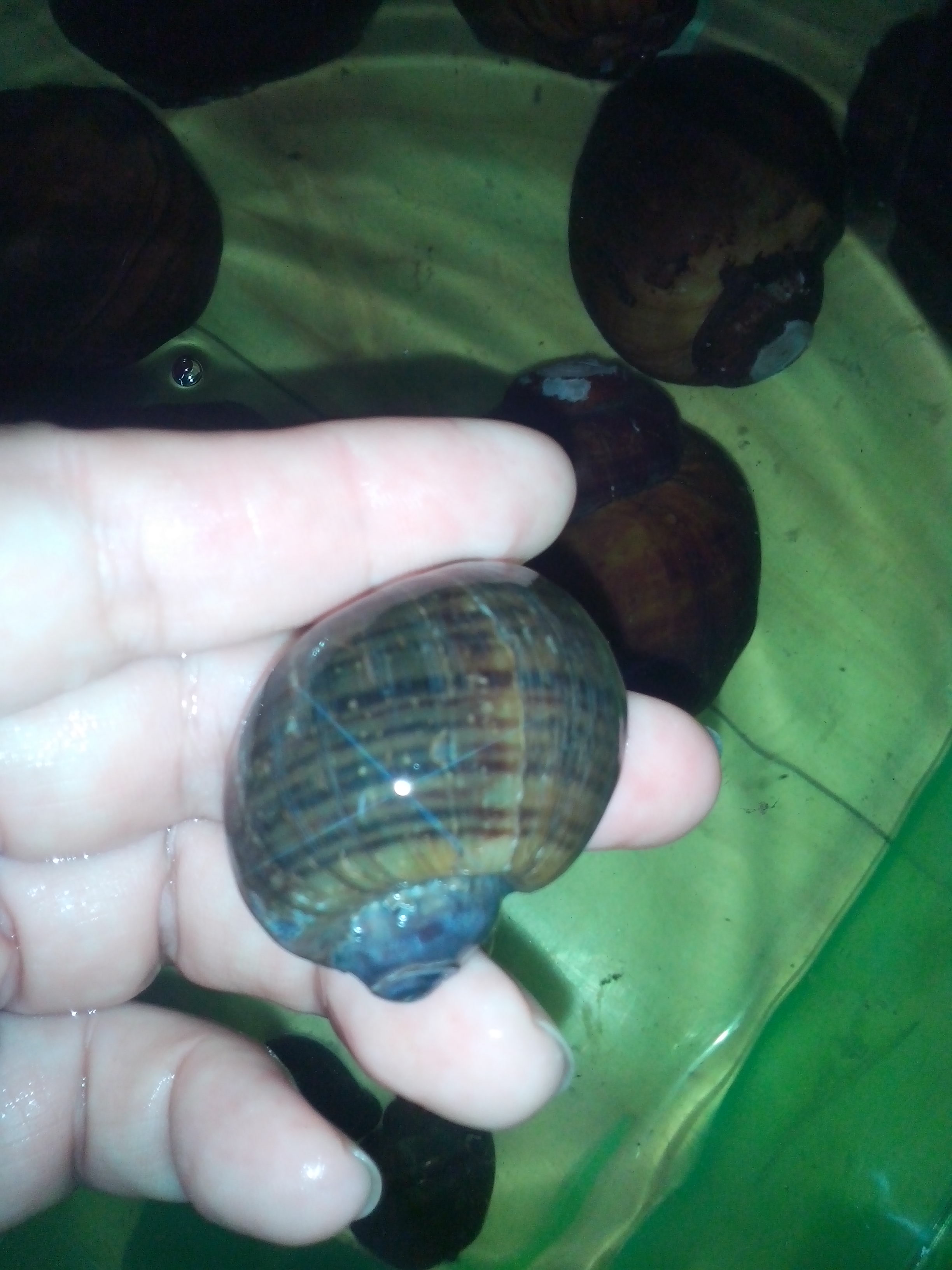 Hermoso Caracol C5a7a5