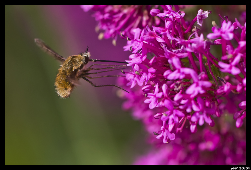 Sortie Anniversaire Toulon - Photos des 5èmes Rencontres Macro du Sud (2015) - Page 20 MzSKWM