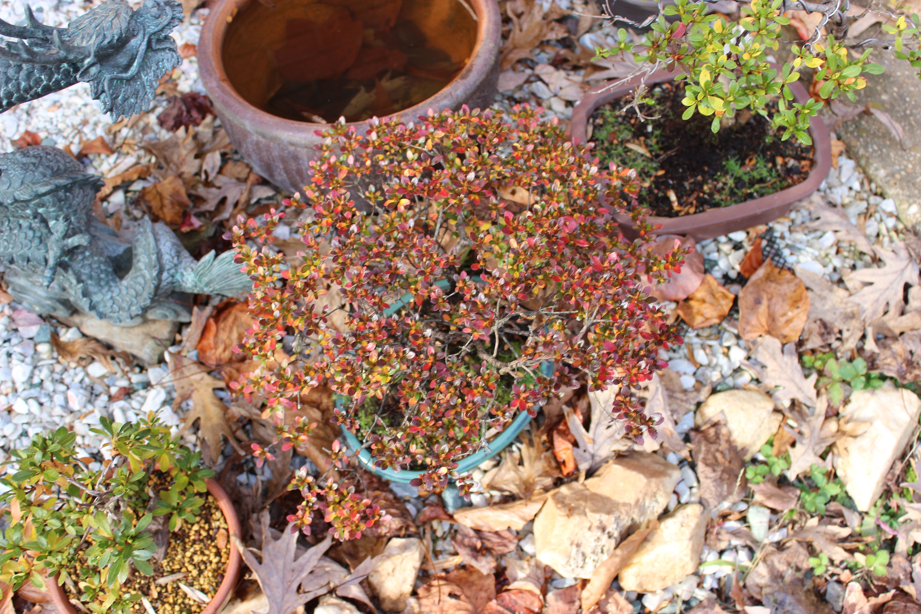 Show the Autumncolour from your bonsai - Page 4 Wjx4