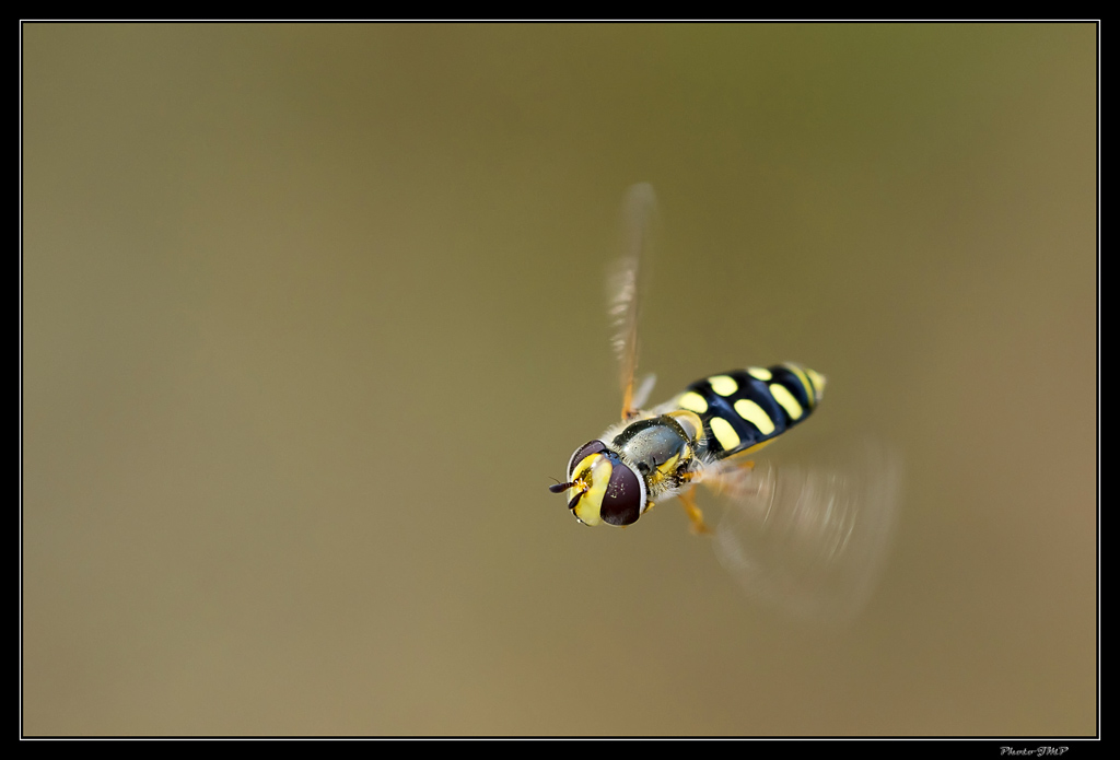 Sortie Anniversaire Toulon - Photos des 5èmes Rencontres Macro du Sud (2015) - Page 6 Y80vTB