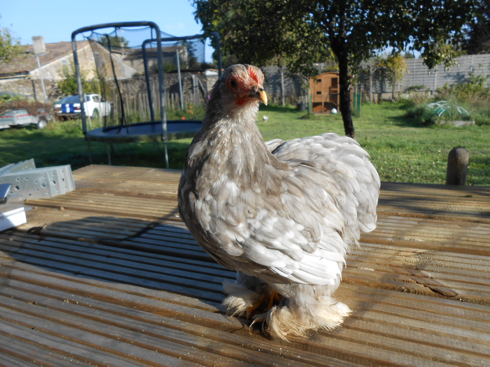 Poussins 2015 Pekin Bleu - noir GGwMbi