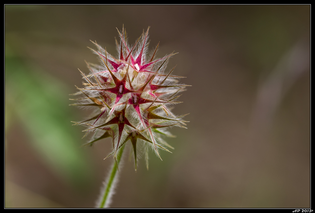 Sortie Anniversaire Toulon - Photos des 5èmes Rencontres Macro du Sud (2015) - Page 20 SJxSW6