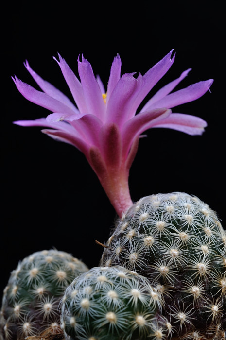 mammillaria magnimamma toluca Mammillaria polythele - TOLUCA main image 0