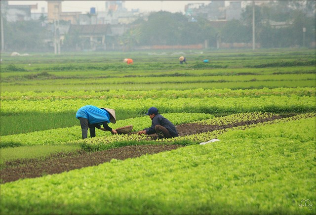 Làng quê Việt Nam đẹp giản dị suốt 4 mùa 45663471