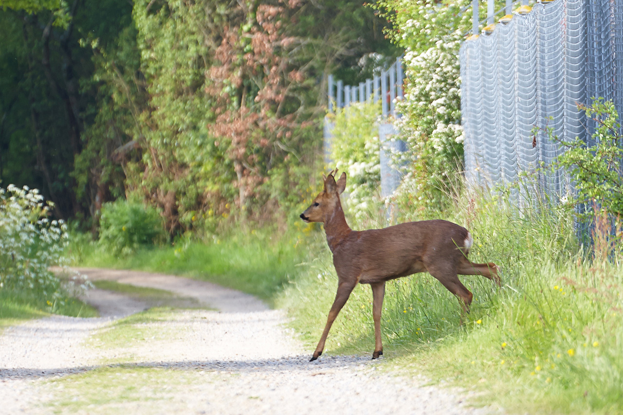 Spotting du 04/05/2014 2fzp