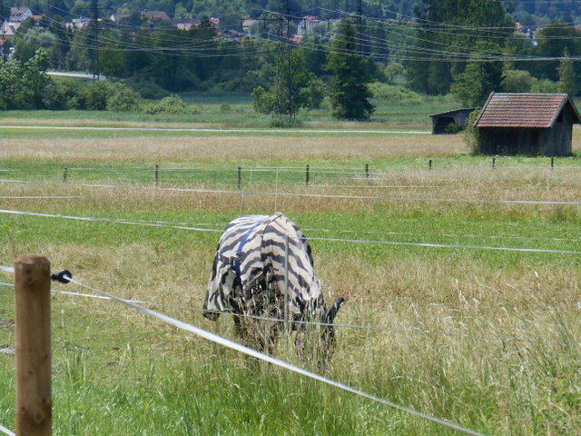 2014: Duitsland,Oostenrijk,Slovenië,Italië Tn3p3