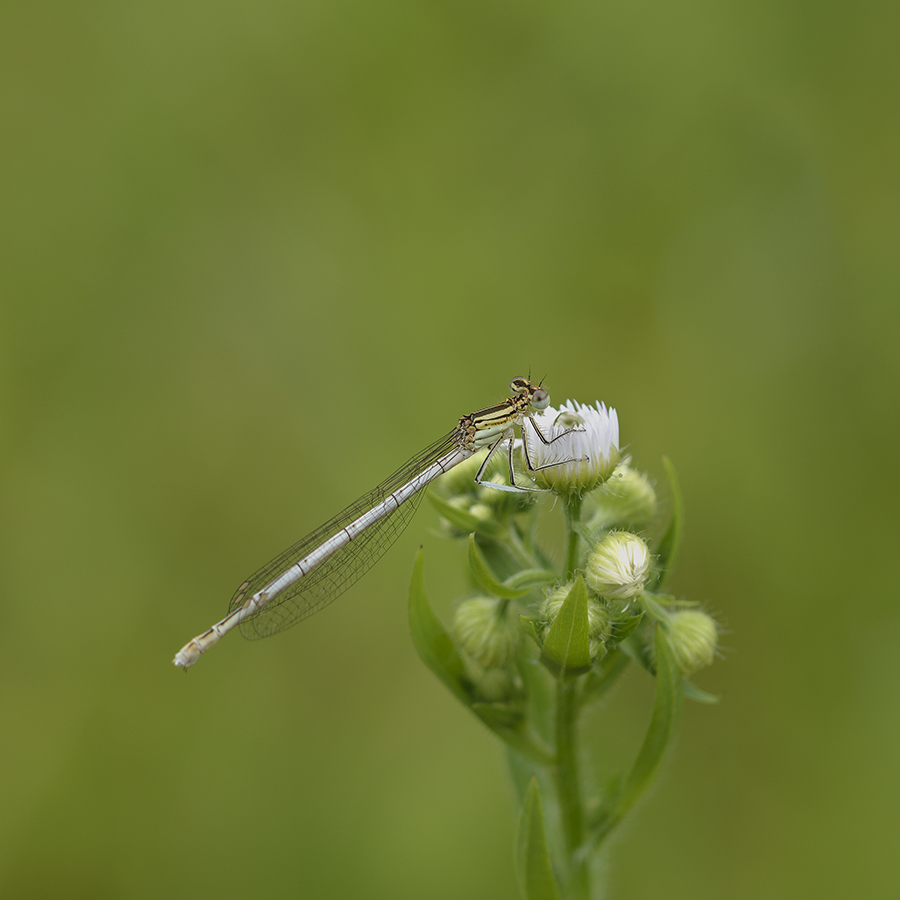 13 / 06 / 2015 - Remerchen / papillons à Grevenmacher  Photos YaKU5V