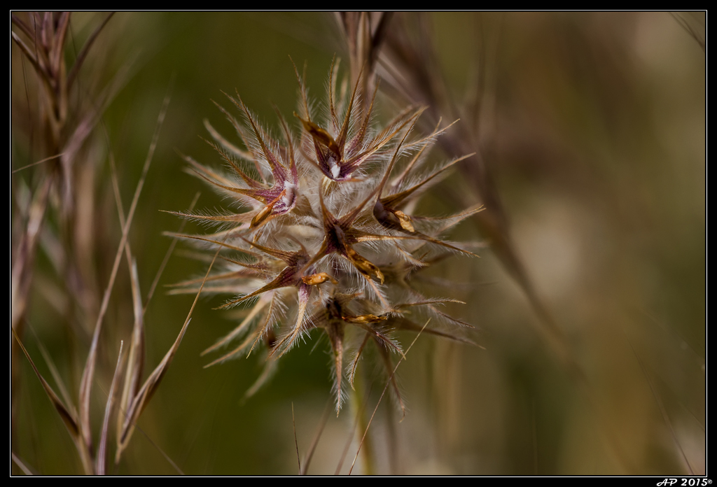 Sortie Anniversaire Toulon - Photos des 5èmes Rencontres Macro du Sud (2015) - Page 20 CJcEfH