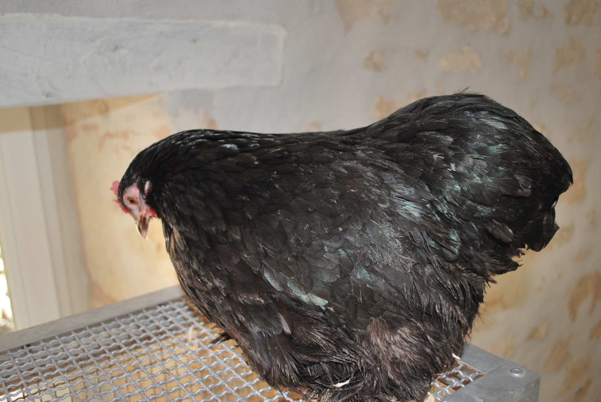 Votre avis sur ces poules …. PWTaj6