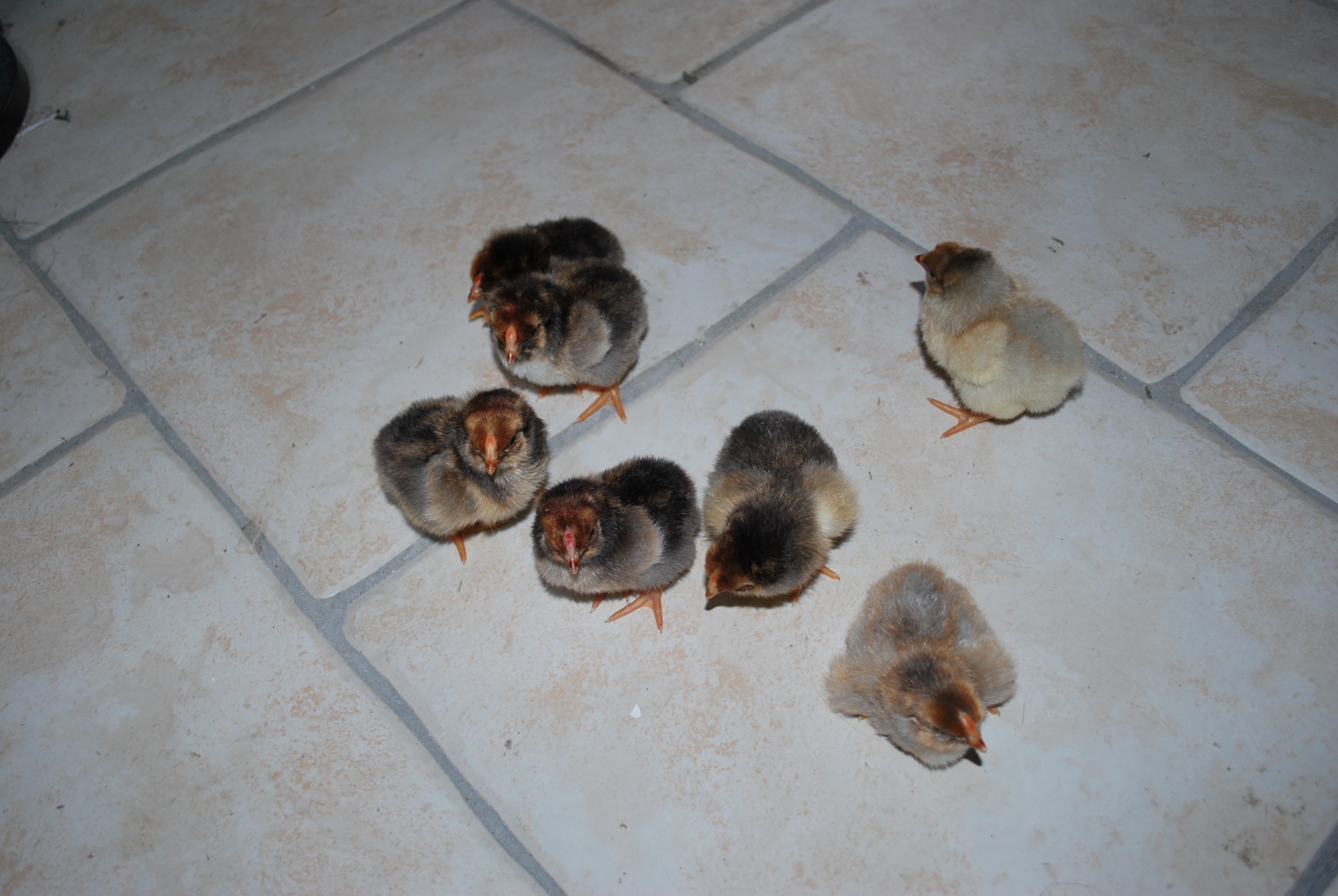 Mes poussins Dorés OnHwHw