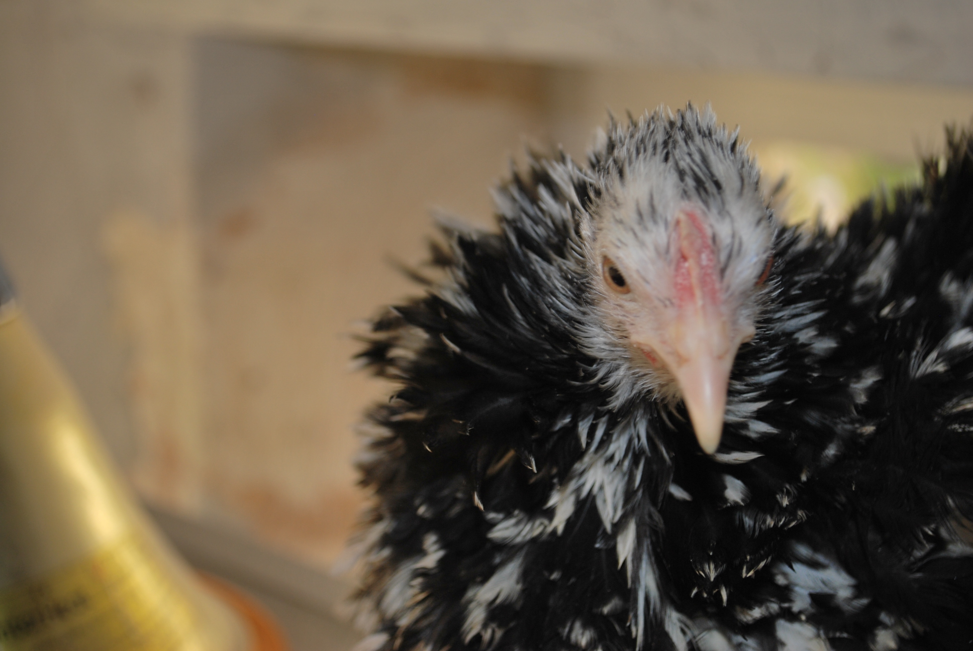 Votre avis sur ces poules …. HmyMBF