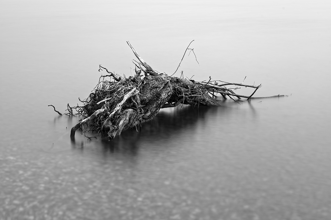 Le tombeau de l'arbre IoVIJj