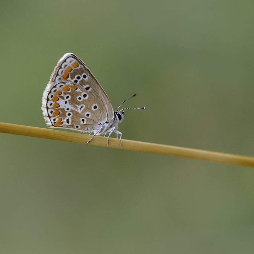 Insectes de Remerschen 4YlpnF