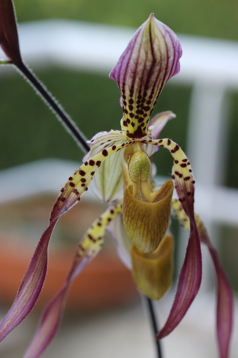 Paphiopedilum Lebaudyanum GIX2lH