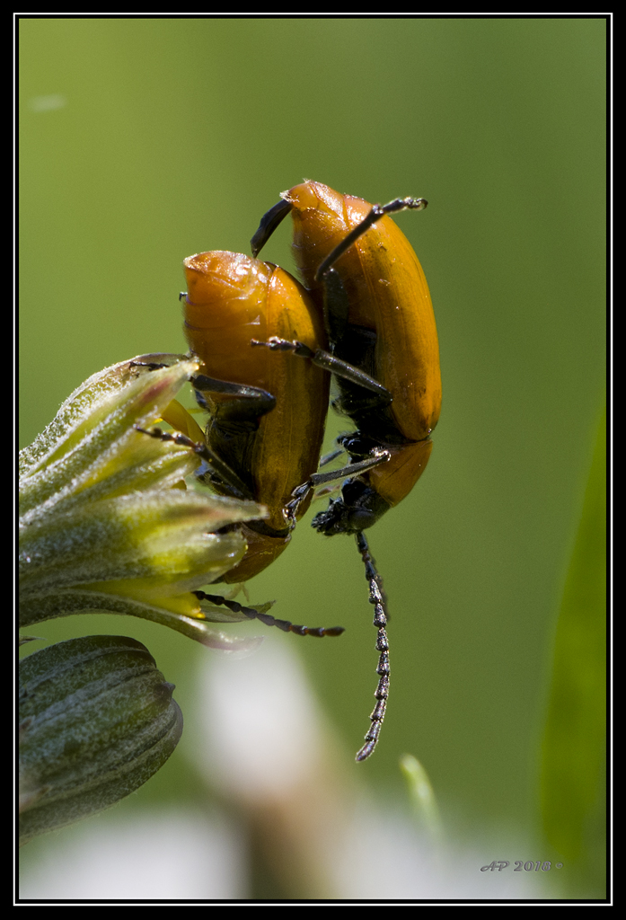 Sortie anniversaire 2018 - Macro Sud 8ème Ed. - 19 Mai - Page 2 VmtN49