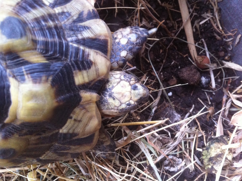 Identification tortue Terrestre ZpJXzg