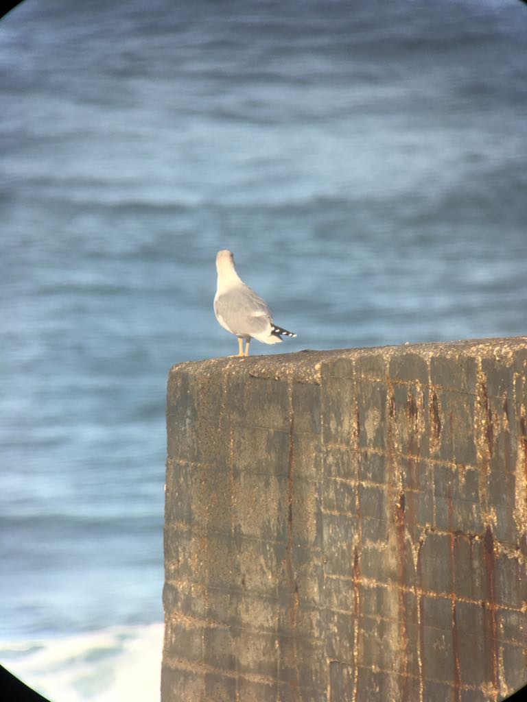 Larus michahellis atlantis? ZmPKcd