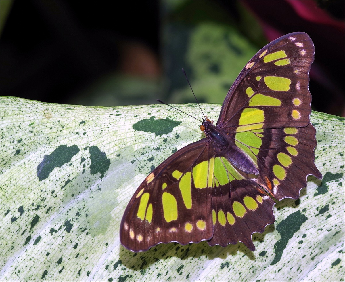 Papillons en Fêtes 2018 AWBdIq