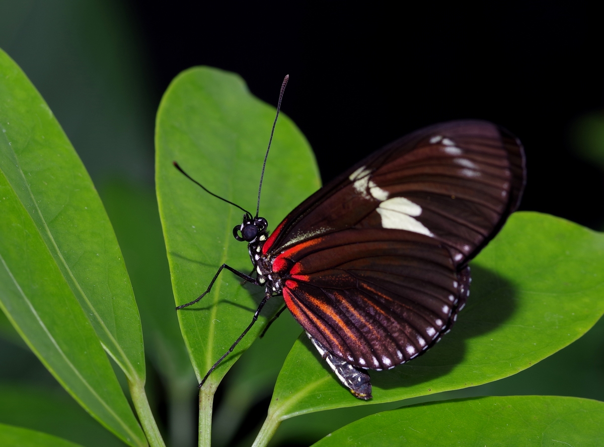 Papillons en Fêtes 2018 DRGo3w