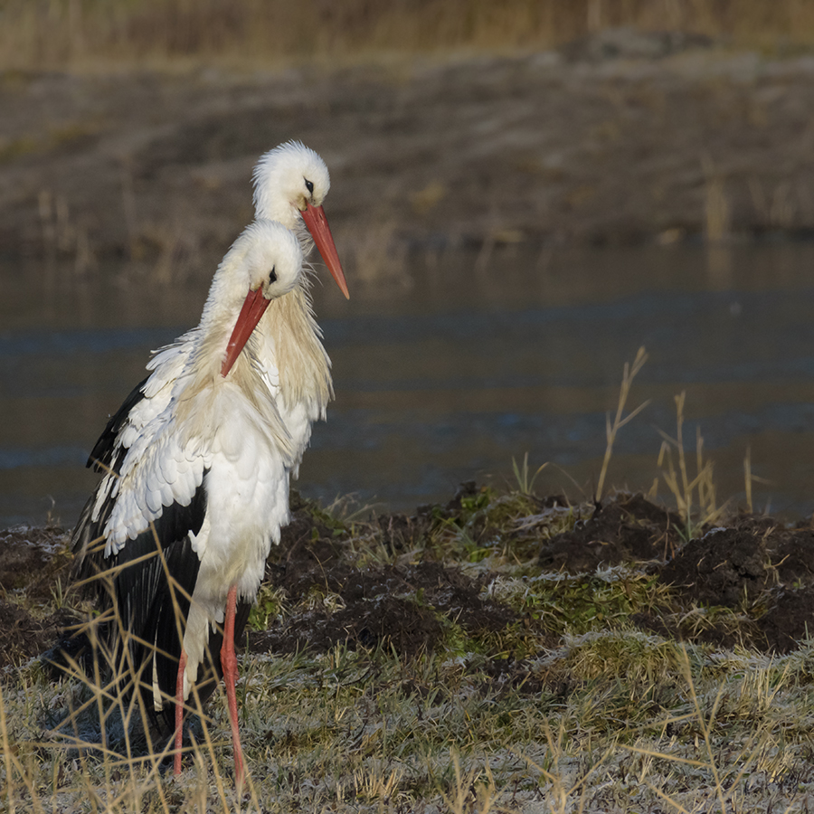 Marquenterre -  Baie de Somme + ajout du 15/01 UnBmOh