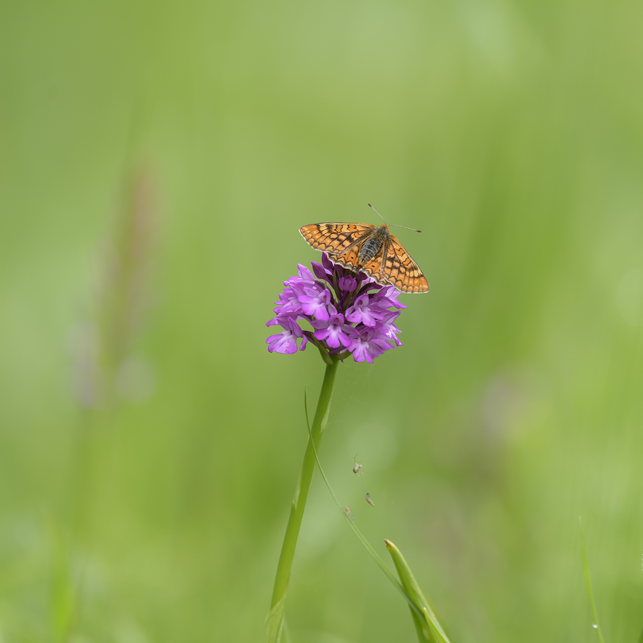 Mon premier au 300 mm 52fxVb