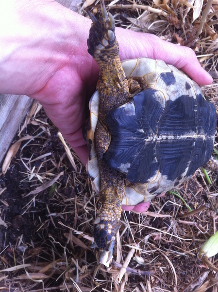 Identification tortue Terrestre ZAMcQR