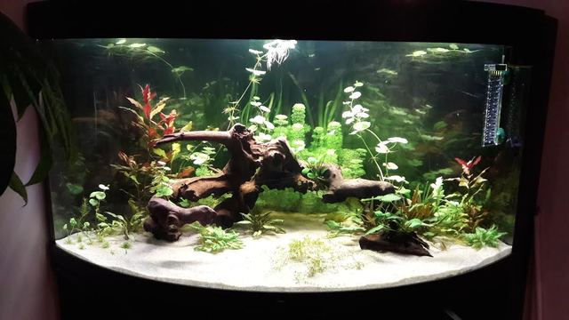 Aquarium Panoramique 350 Litres planté TevPFJ