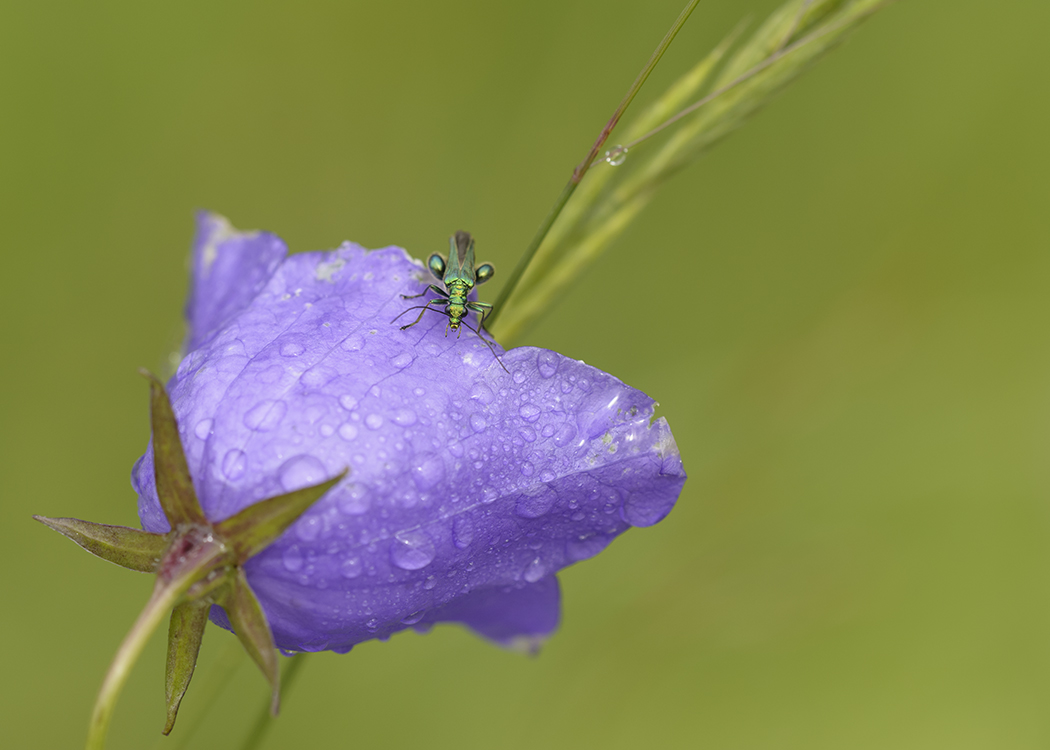 le demi-deuil avec la goutte à l'oeil  et autres macros St9MlJ