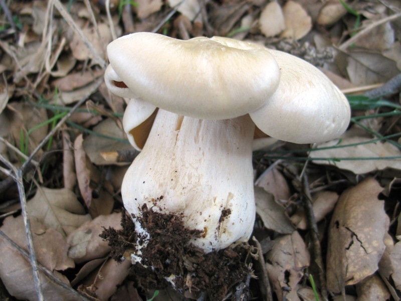 Entoloma sinuatum ? ZSGINm