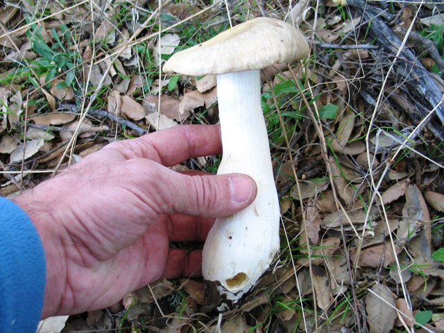 Entoloma sinuatum ? 1dG3VW