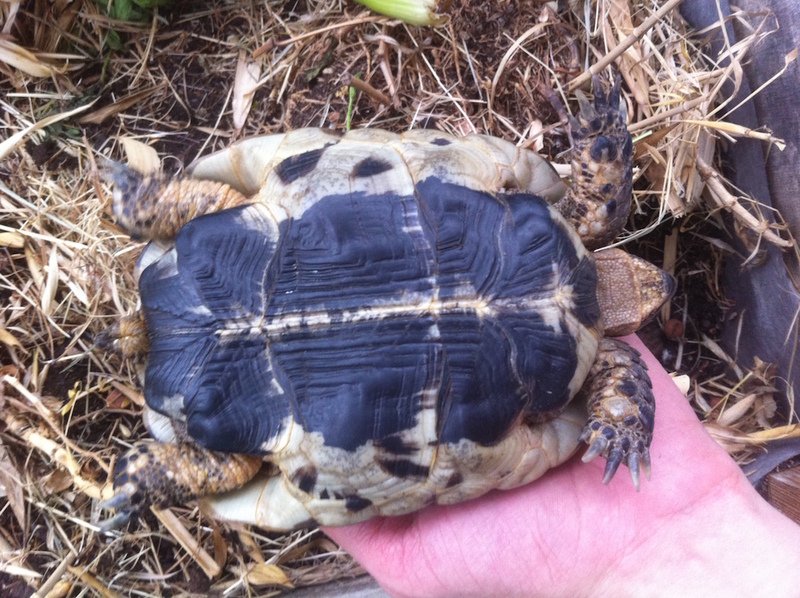 Identification tortue Terrestre FKevXR