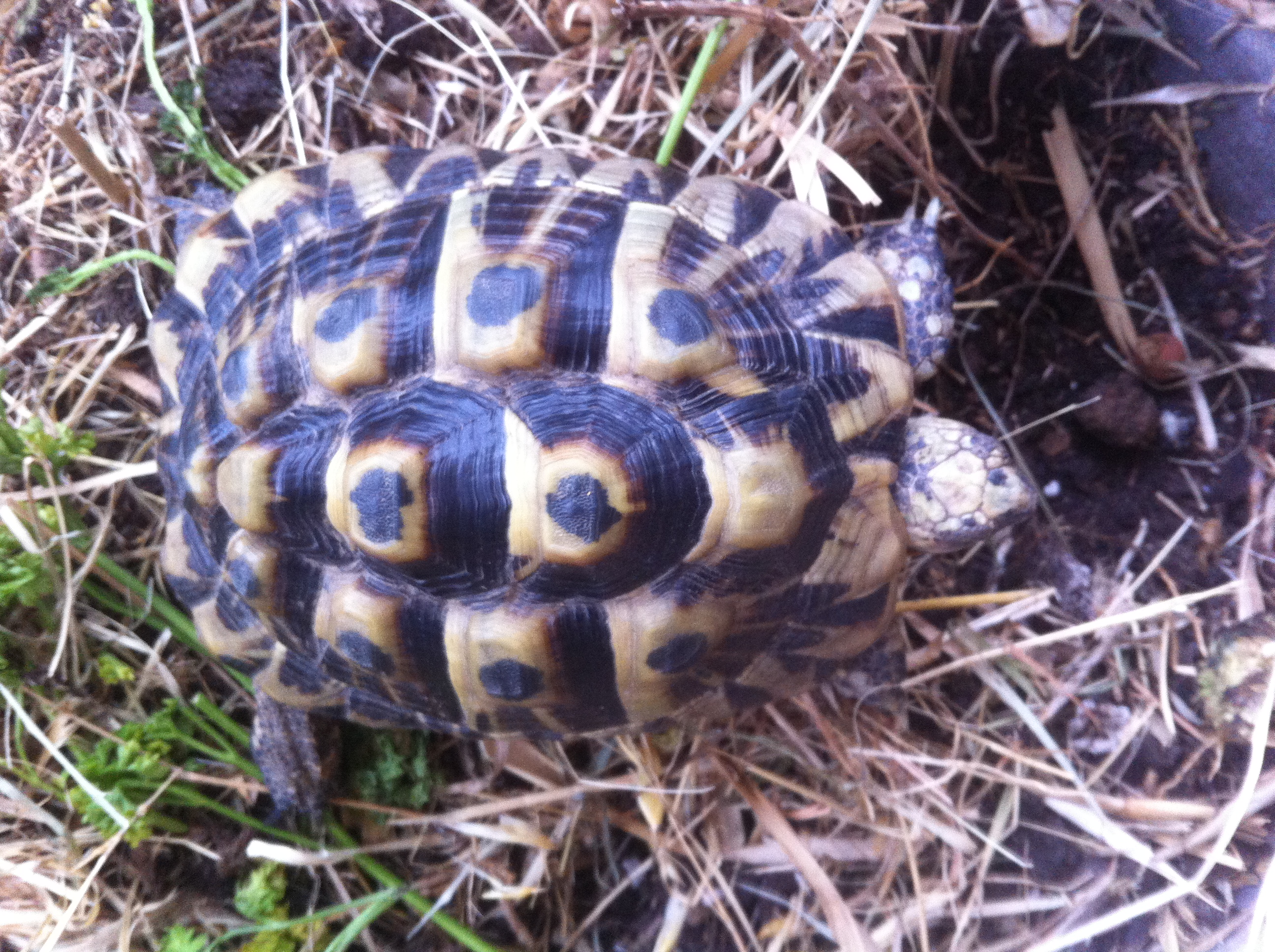 Identification tortue Terrestre V2OIlE