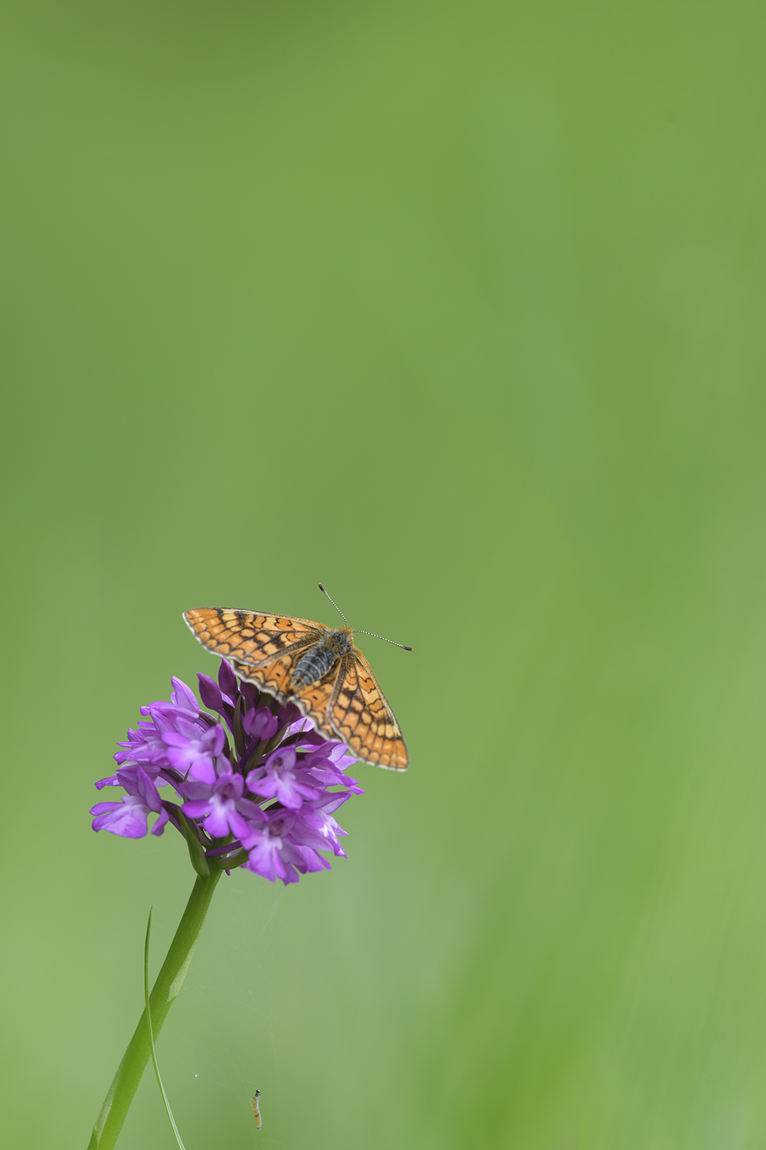 Mon premier au 300 mm GrTDI1