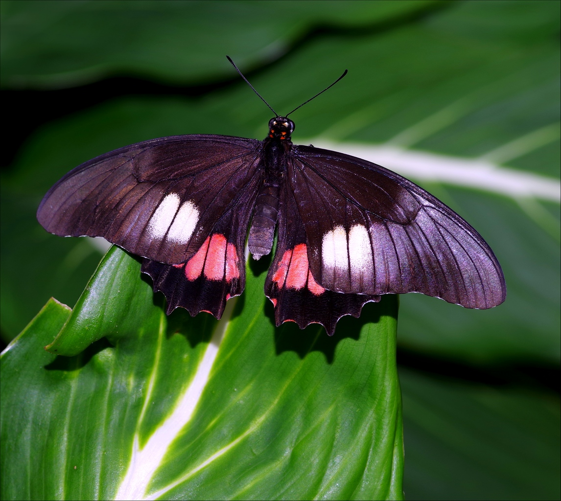 Papillons en Fêtes 2018 YPpTqg