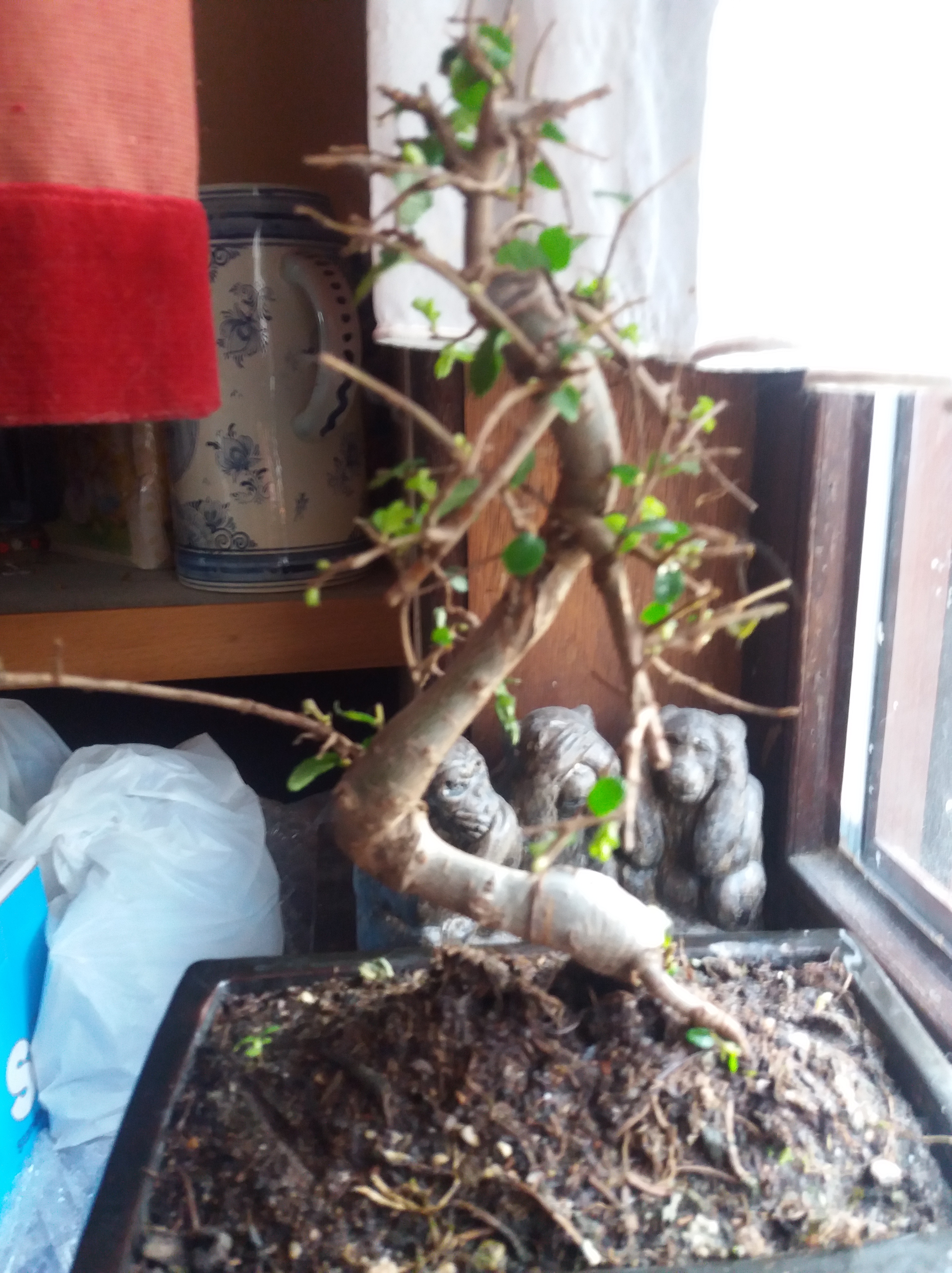 Chinese Elm / Ulmus parvifolia outside during the day, inside during the night ? CJHSAu