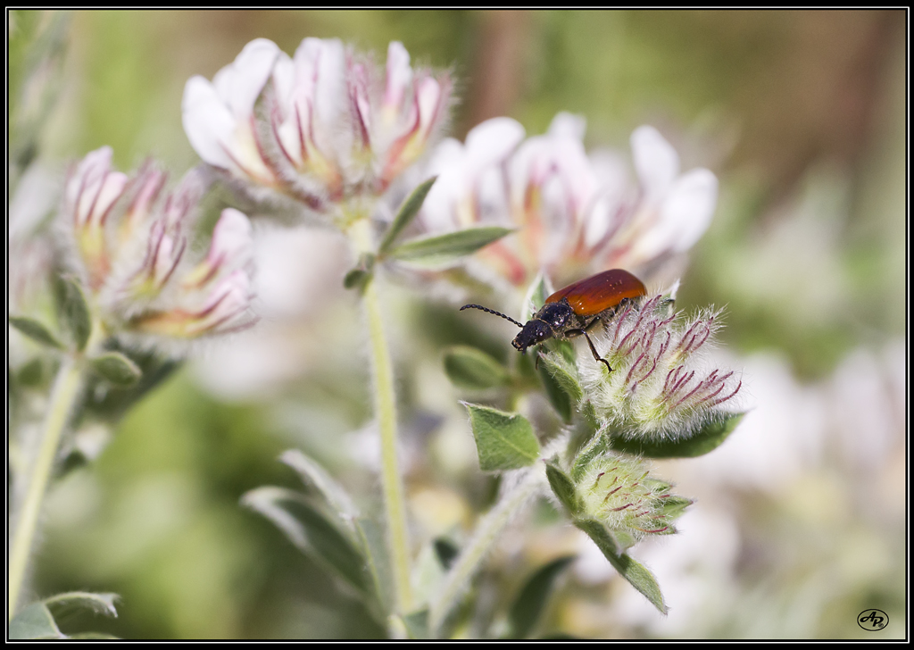 Sortie anniversaire 2017 - Macro Sud 7ème Ed. - 20 Mai - Page 2 8ZPnQo