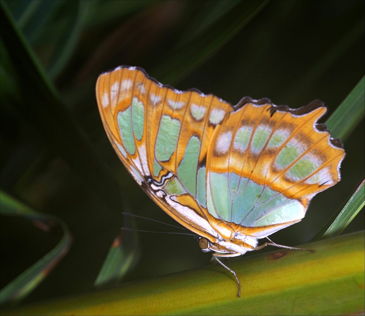 Papillons en Fêtes 2018 H8bZgK