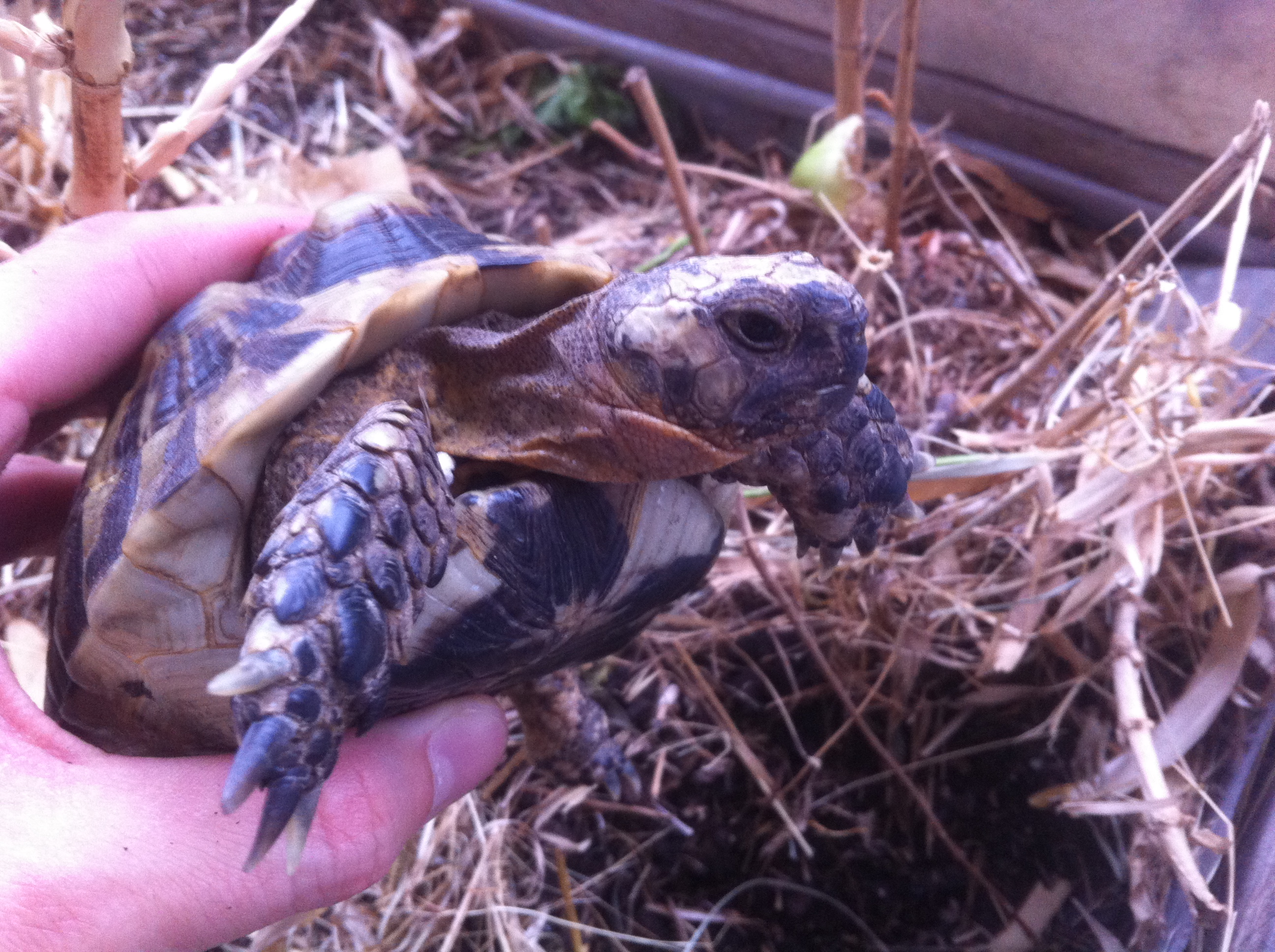 Identification tortue Terrestre ZNzqDQ