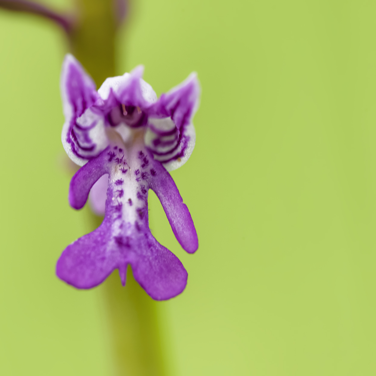 Orchidée de bas-étage et ses consoeurs de plus haute lignée U8olzp