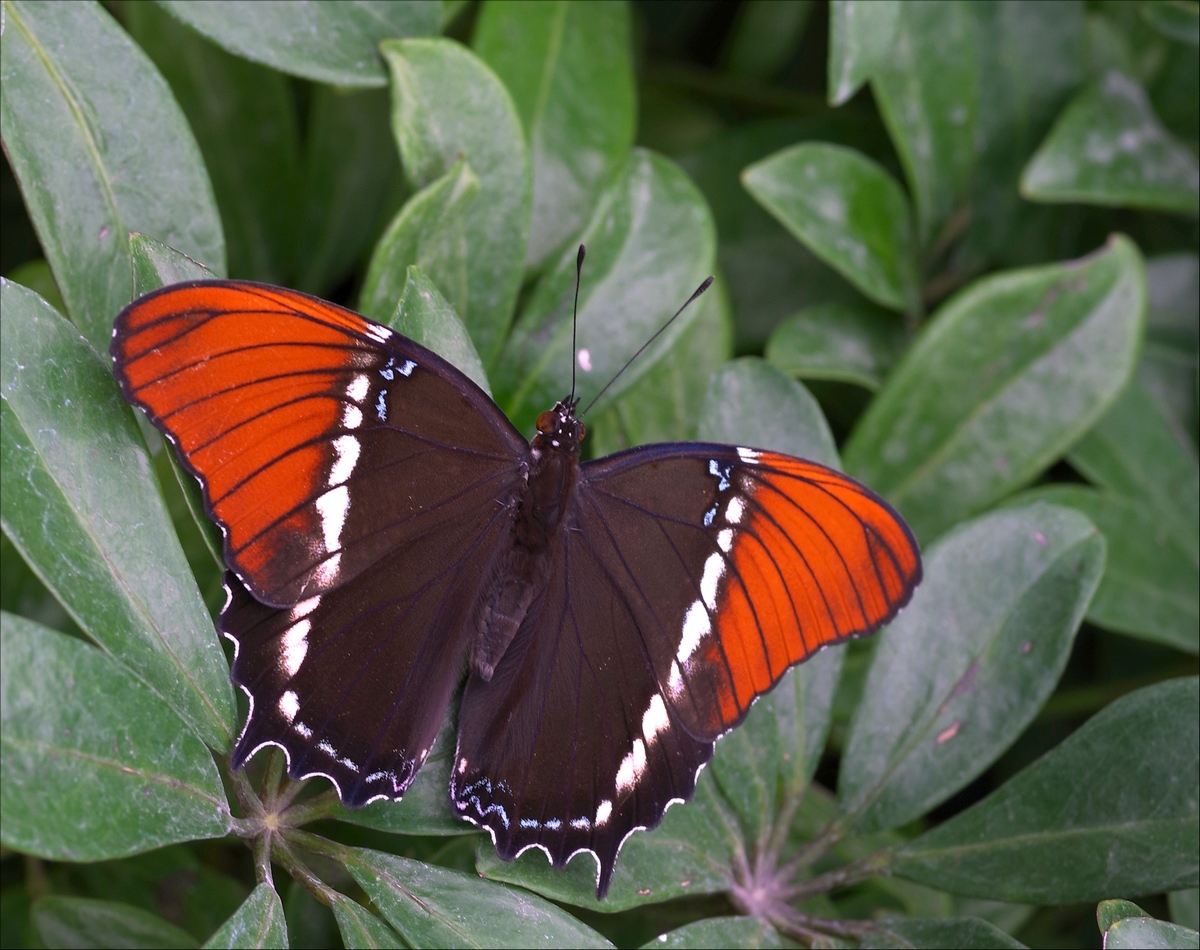 Papillons en Fêtes 2018 2UtN4f