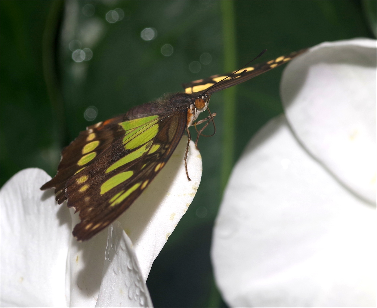 Papillons en Fêtes 2018 K2Xj62